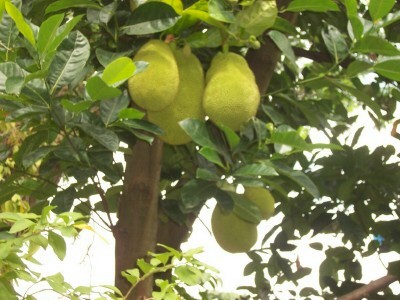 jackfruit.jpg