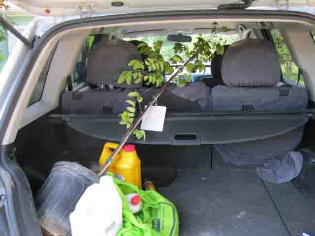 carambola going to new home.jpg