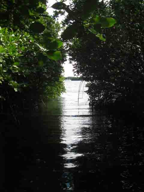 mangrove walk 2.jpg