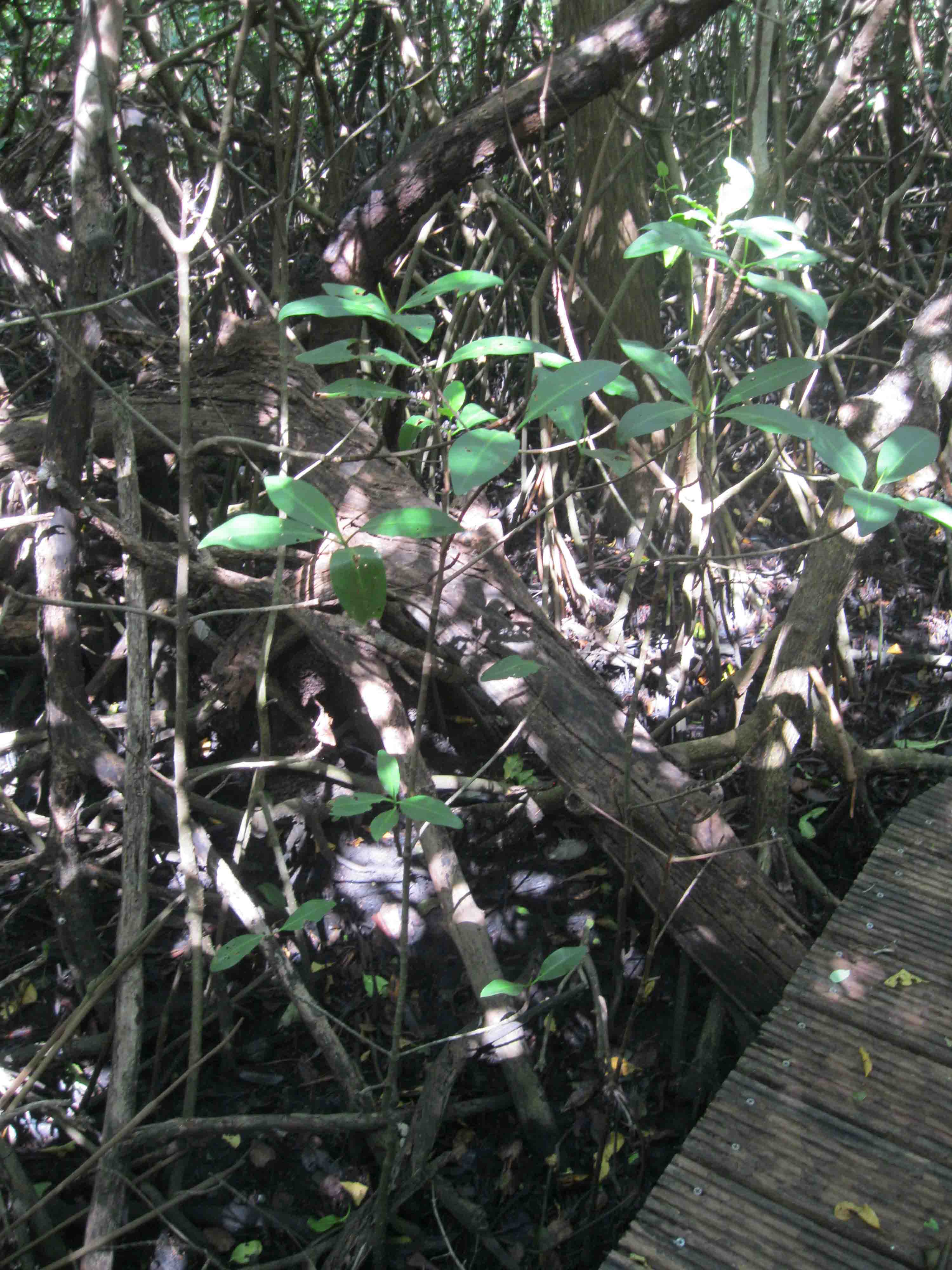 mangrove walk 3.jpg