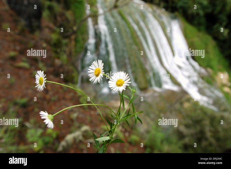 JPEG image