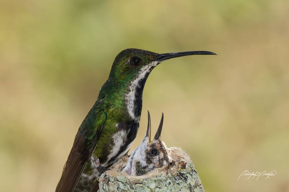 JPEG image